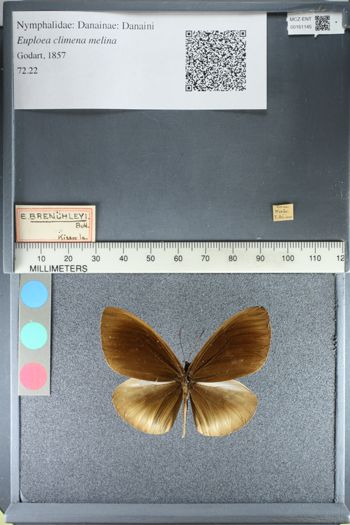 Media type: image;   Entomology 161145